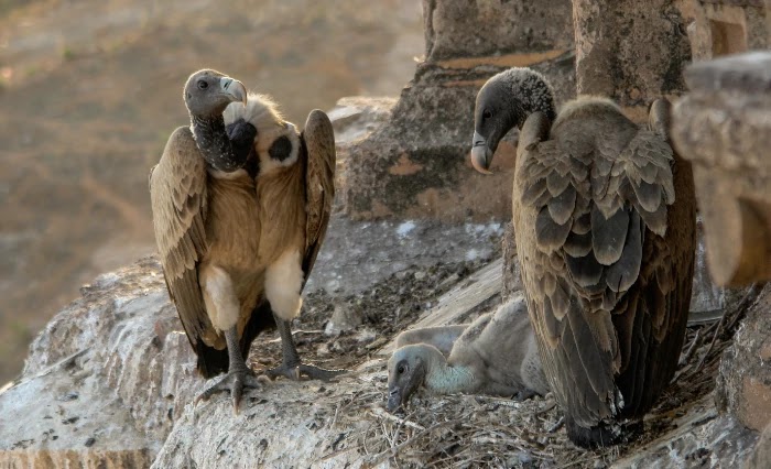 Jatayu Park Kerala - History and Guide