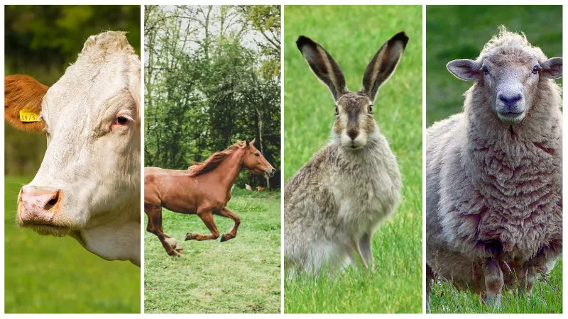 Khajjiar, Himachal Pradesh - Timing - Route - Prices - Full Guide